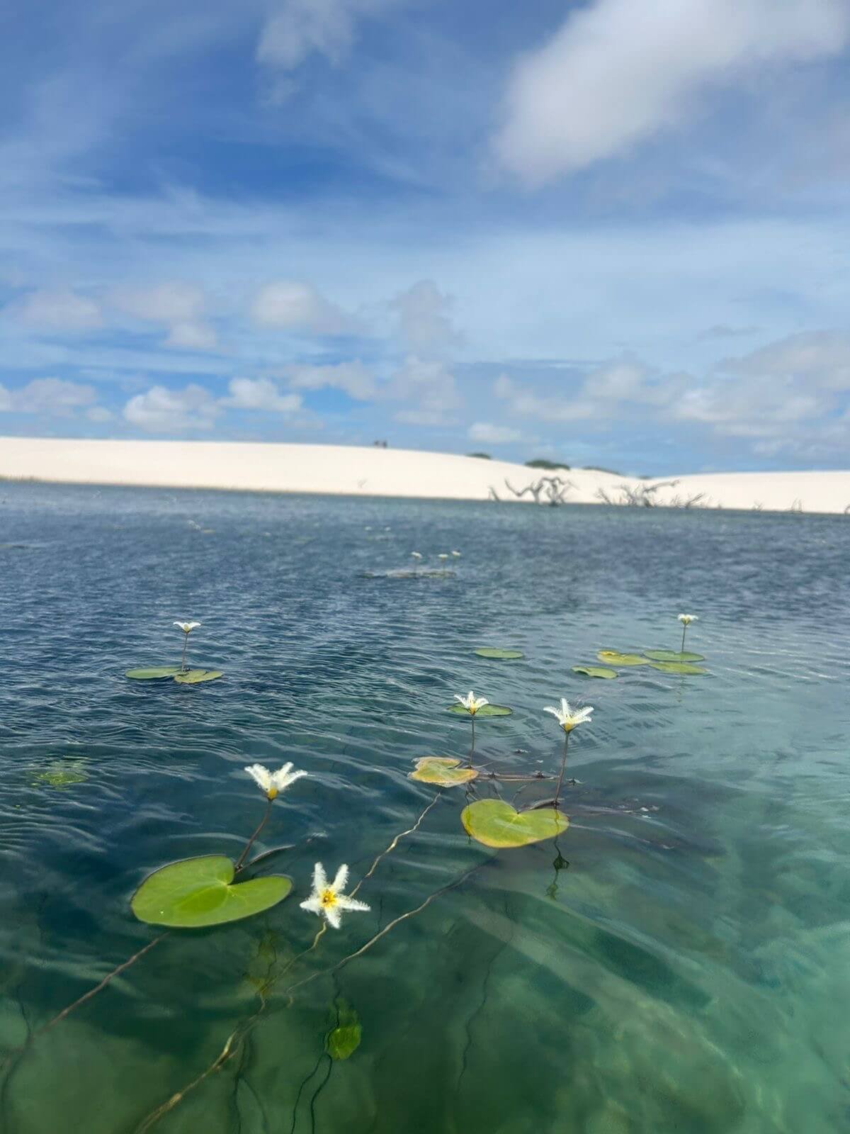 a3f83723-aac6-4343-9caa-8374779f3456 (1)